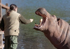 Uno de los hipopótamos de Cabárceno.