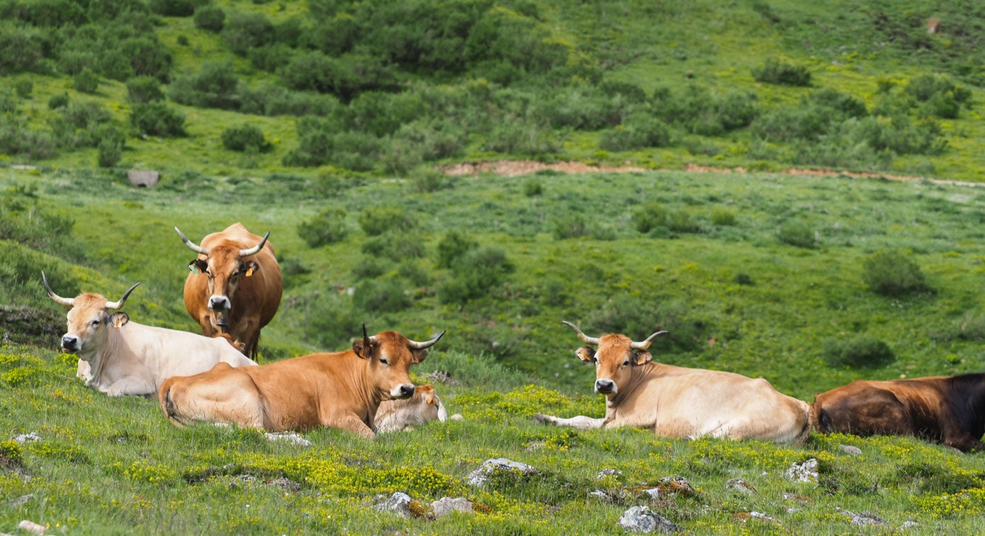 Cerca de cinco mil animales (la mayoría vacas) parten desde los pueblos del valle por las extensas praderas en dirección a los pastos del puerto.