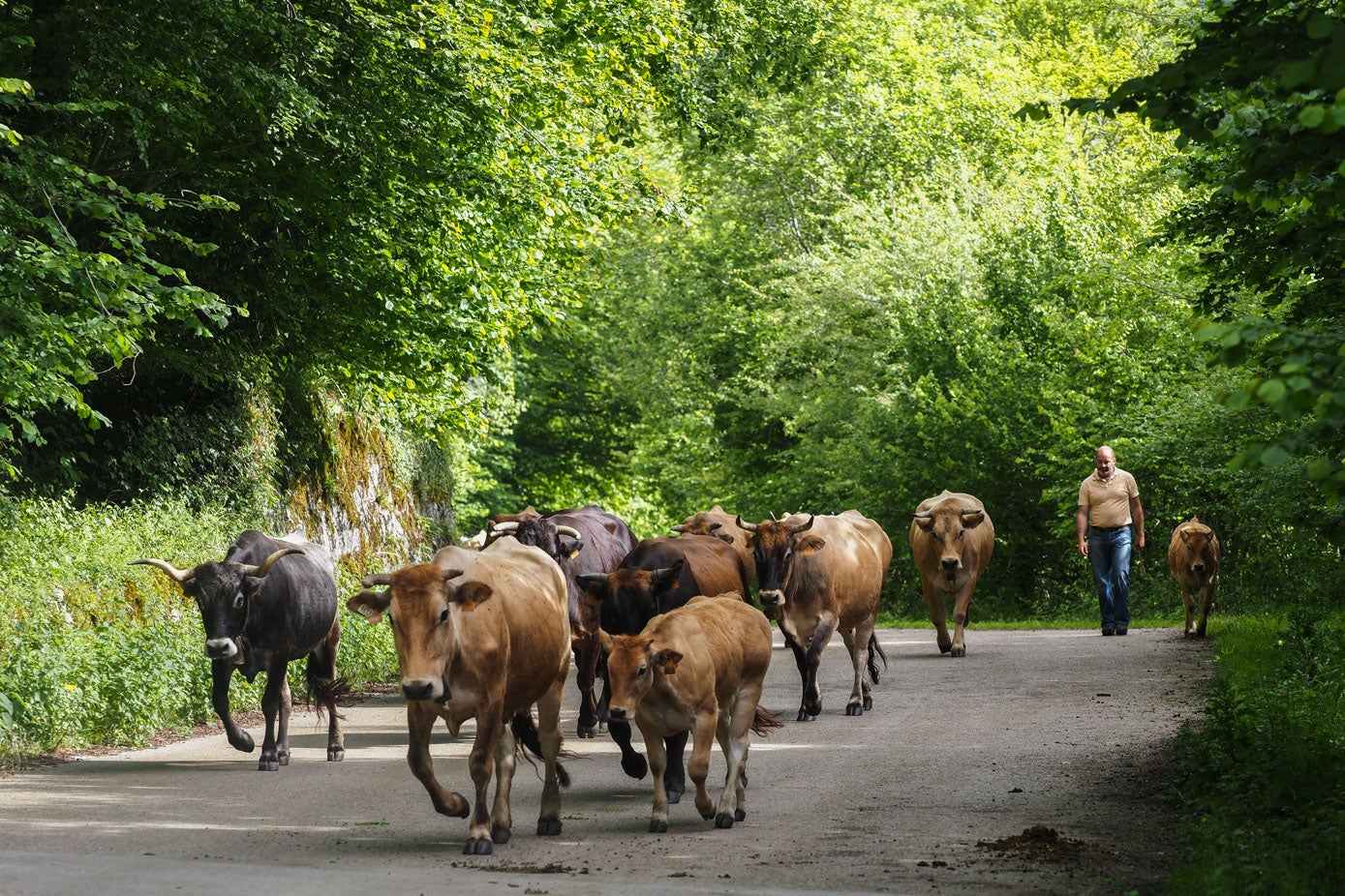 Durante la primavera los animales permanecen en los puertos bajos y en verano suben a Sejos, hasta octubre si no nieva.