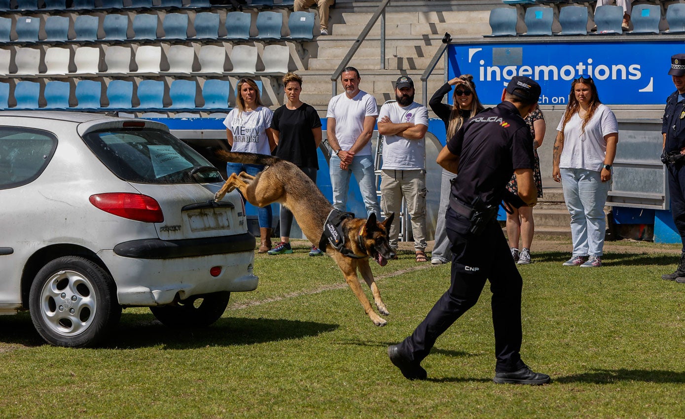 Los aplausos y las muecas de asombro han sido constantes entre los escolares, durante las aptitudes demostradas por los agentes de cuatro patas.