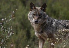 Ejemplar de lobo ibérico.