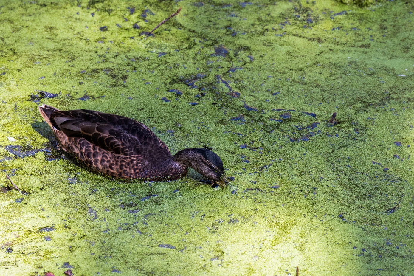 Un pato nada entre la lenteja acuática