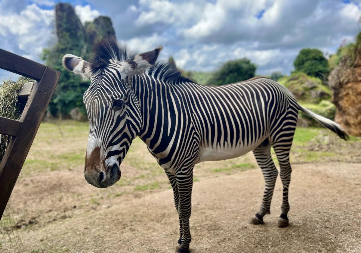 Cabárceno recibe a Silvestre, una nueva cebra de Grévy