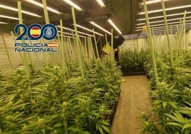 Plantación indoor de marihuana situada en una vivienda de la zona de Nueva Montaña