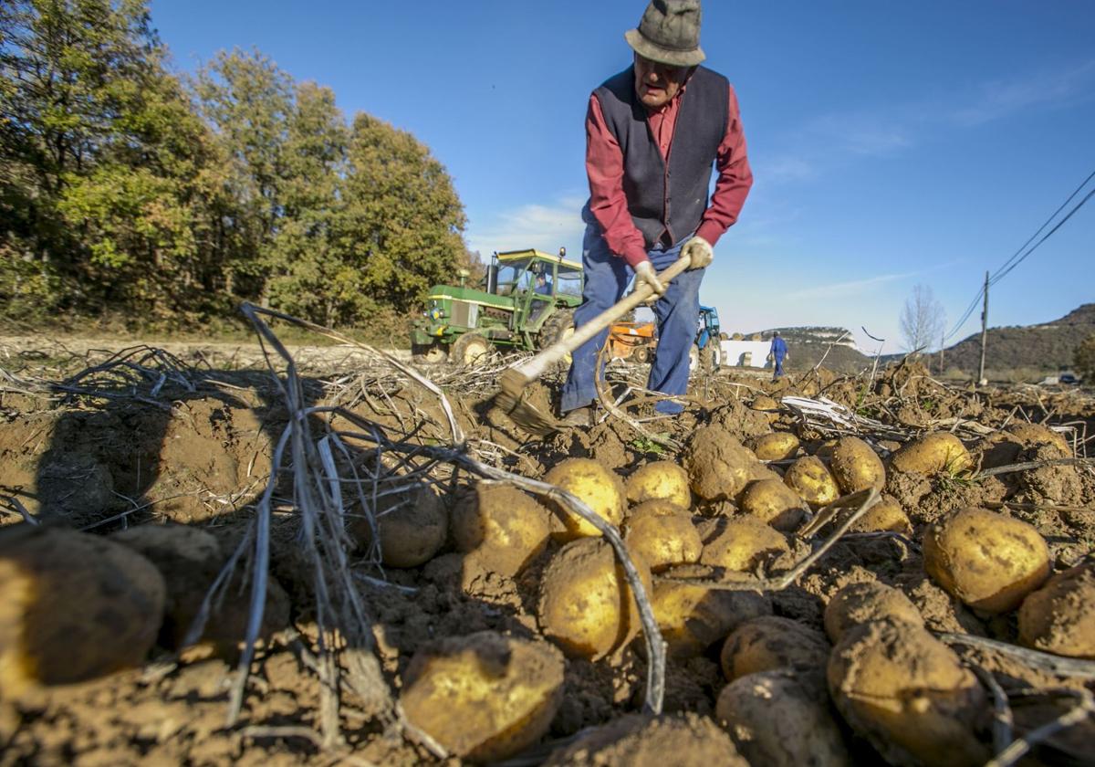 Un agricultor recoge patatas de Valderredible.