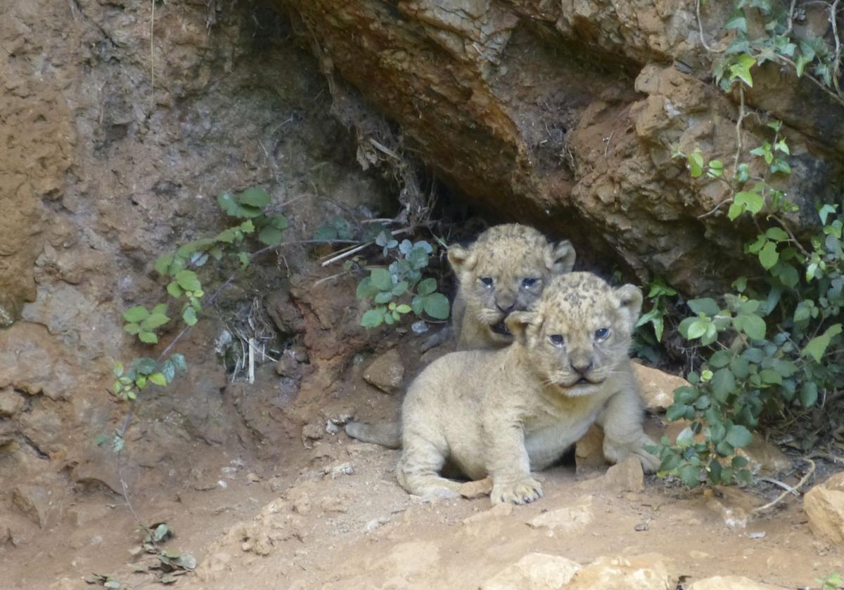 Los reyes. Dos leones nacieron hace apenas dos meses.