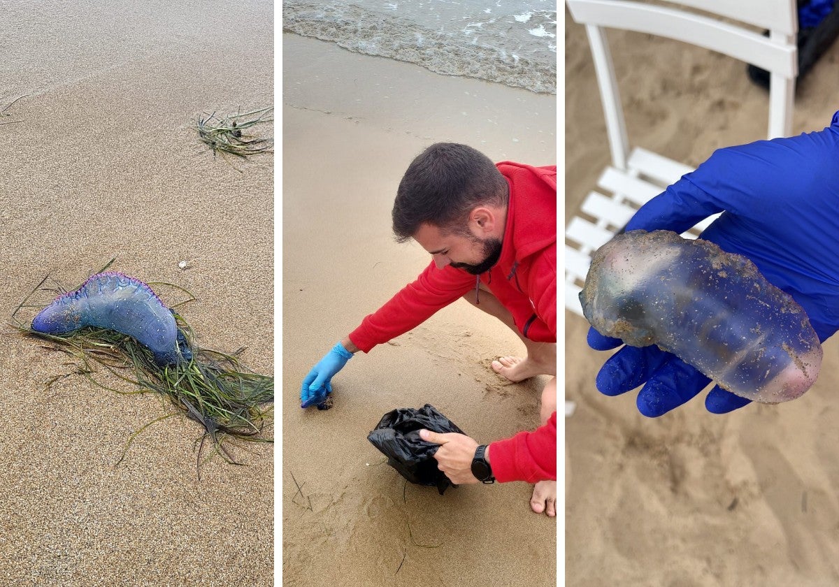 Un socorrista de la Cruz Roja recoge una carabela portuguesa en una playa de Cantabria.