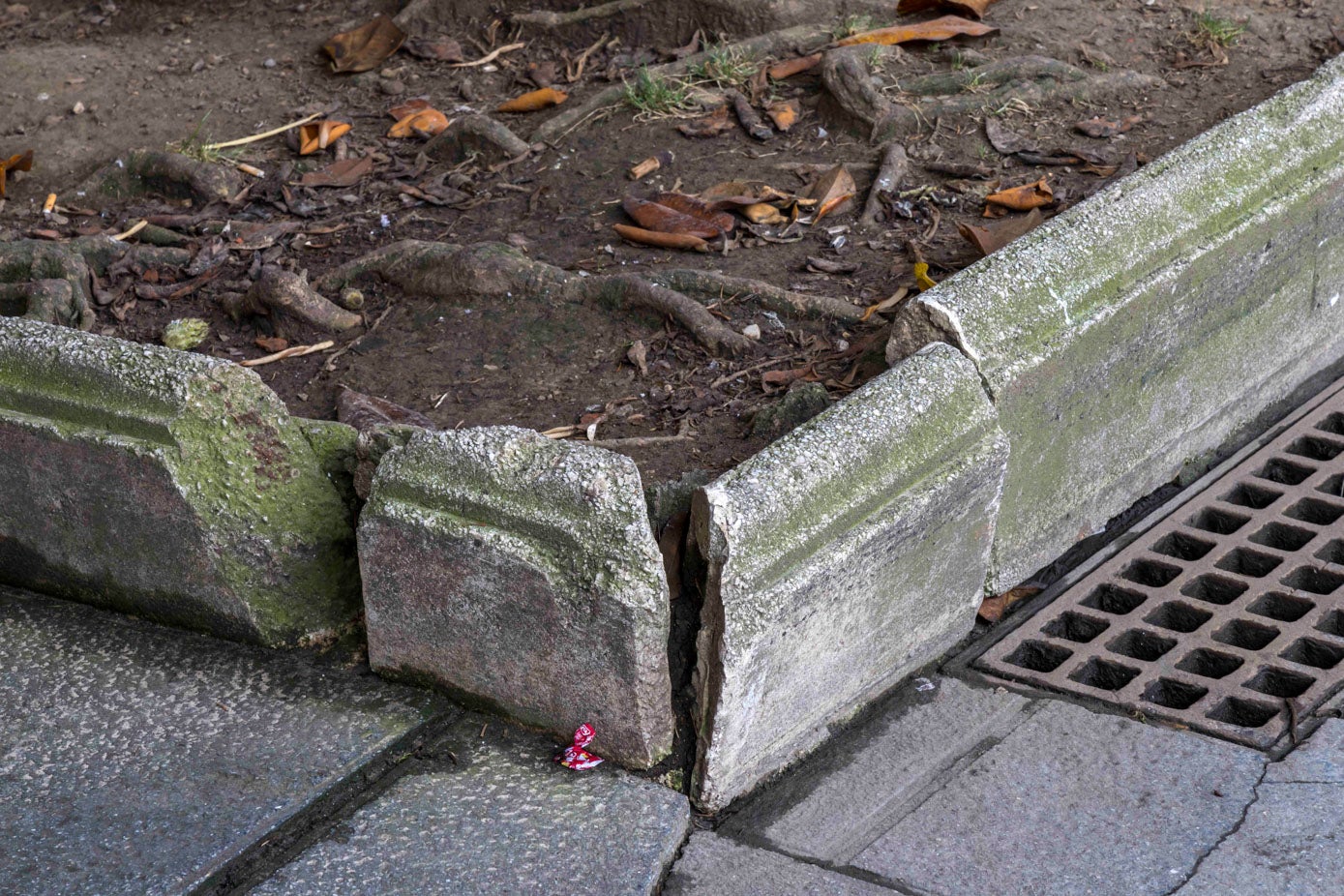 Las fuertes raíces de los árboles han reventado los bordillos que rodean las zonas ajardinadas.