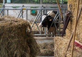 Imagen del año pasado de una de las vacas afectadas por la enfermedad hemorrágica epizoótica (EHE).