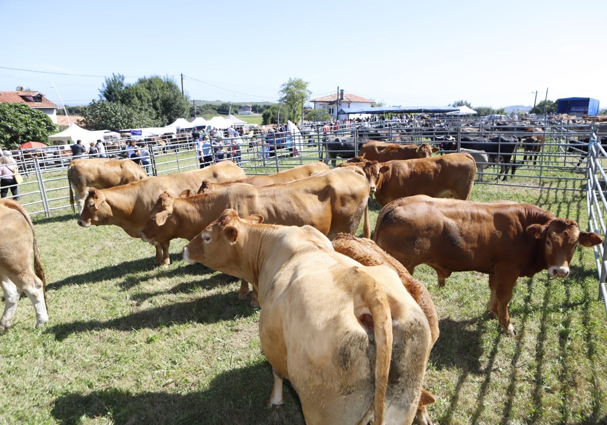 La feria ganadera congregó a más de medio millar de vacas.