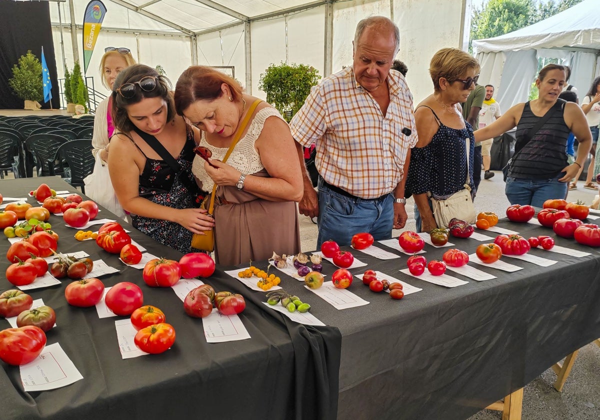 Visitantes a la Feria del Tomate Antiguo de Bezana contemplan distintas variedades durante la edición de 2023.