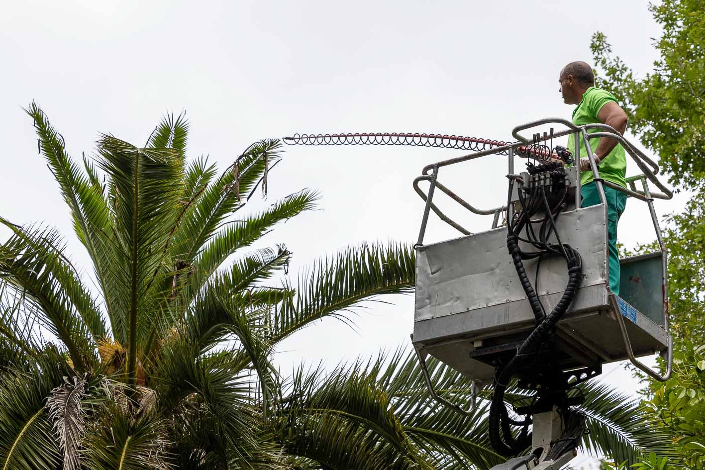 Pedro Carriedo, especializado en la lucha contra la plaga, trata a una palmera en una finca de Hoz de Anero.