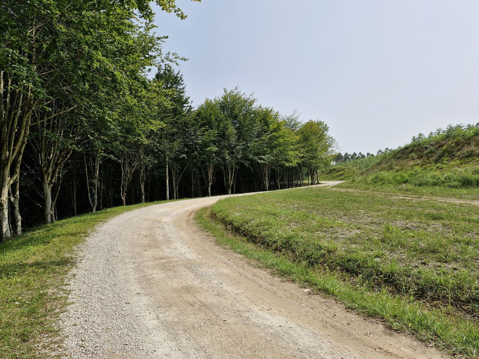 El bosque convive con zonas de aprovechamiento forestal.