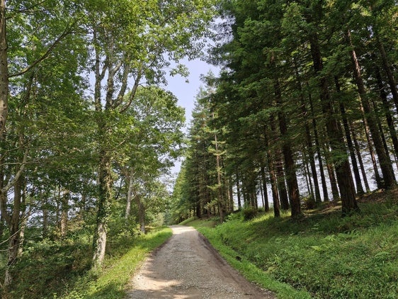 Uno de los tramos de la ruta por el Monte Corona, en el que hay diversas especies de árboles