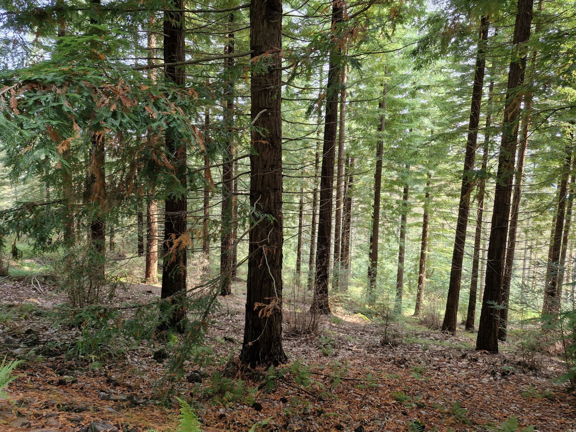 Los abetos son una de las especies en el Monte Corona.