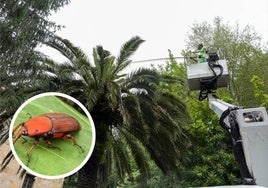 Pedro Carriedo es uno de los jardineros especializados en Cantabria en el tratamiento contra la plaga de picudo rojo.