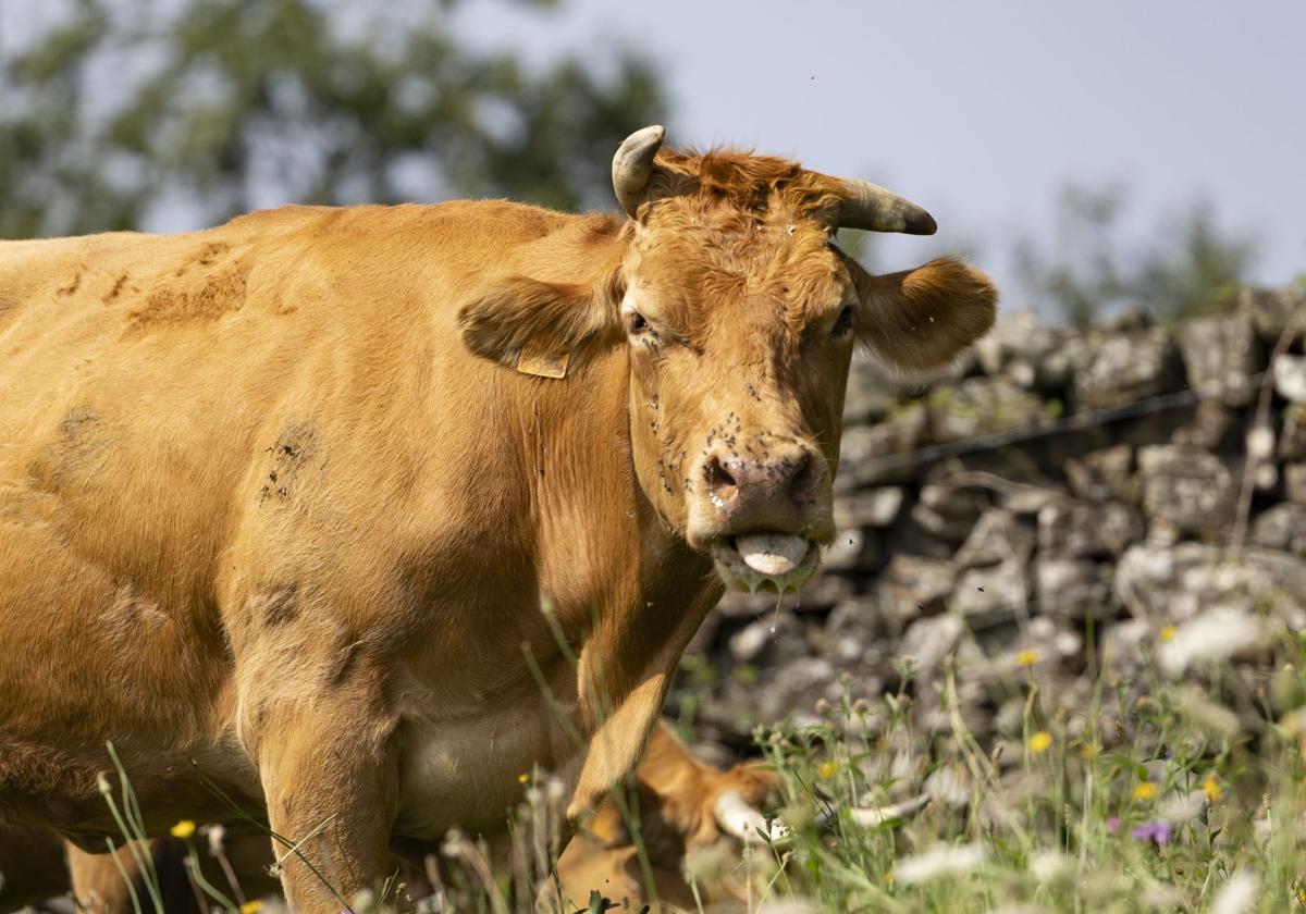 Estas son las cinco noticias del día en Cantabria