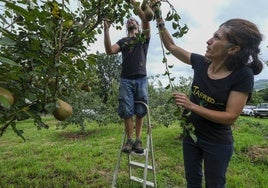 András y María, recogiendo peras.