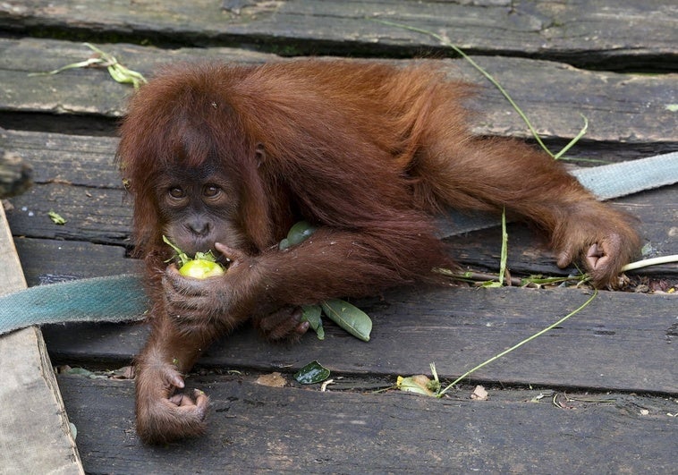 Oihana, la hembra de orangután de Sumatra más pequeña del Zoo de Santillana.