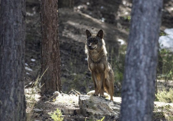 Imagen de un ejemplar de lobo ibérico.