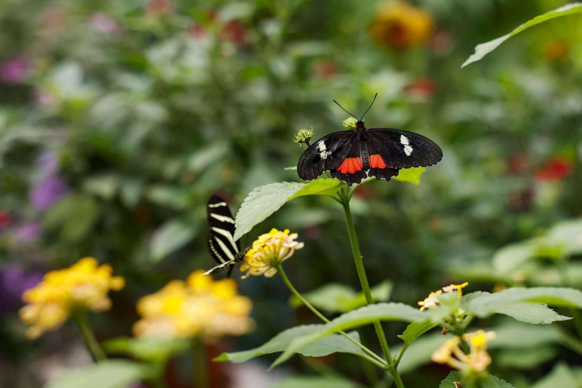 El Jardín de Mariposas del Zoo de Santillana es pionero en la cría de mariposas tropicales.