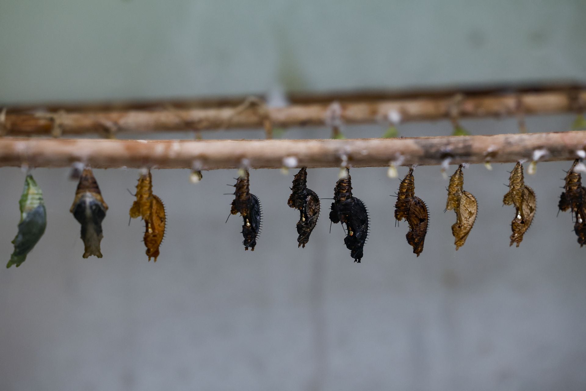 Al día nacen decenas de mariposas que completan su evolución en las vitrinas del jardín.