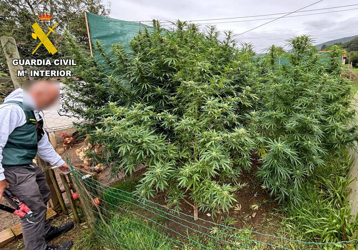 Plantas de marihuana incautadas por la Guardia Civil