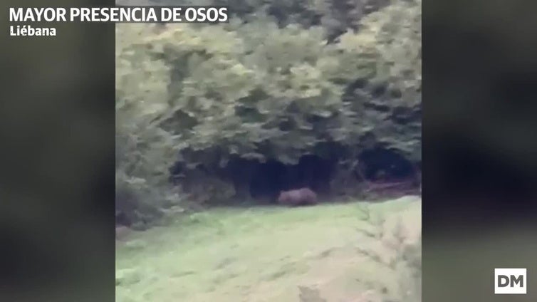 Cada vez hay más osos en Liébana