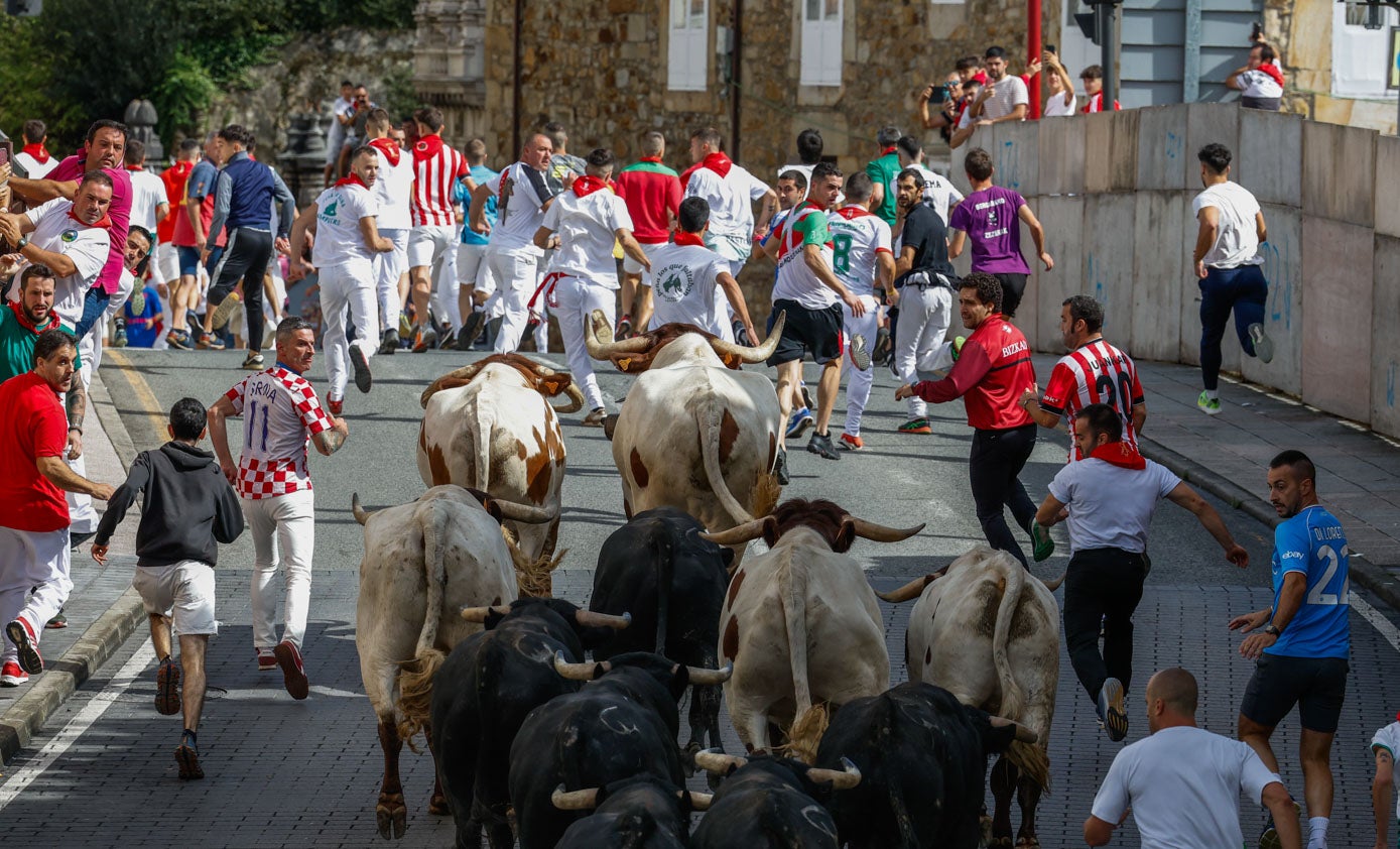 Imagen de un momento de la carrera, en el que los bueyes ya adelantaban a los seis toros. 