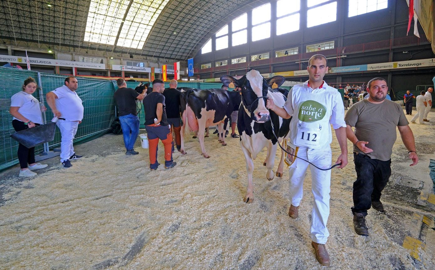 Un criador sale hacia pistas con su vaca participante en el concurso.