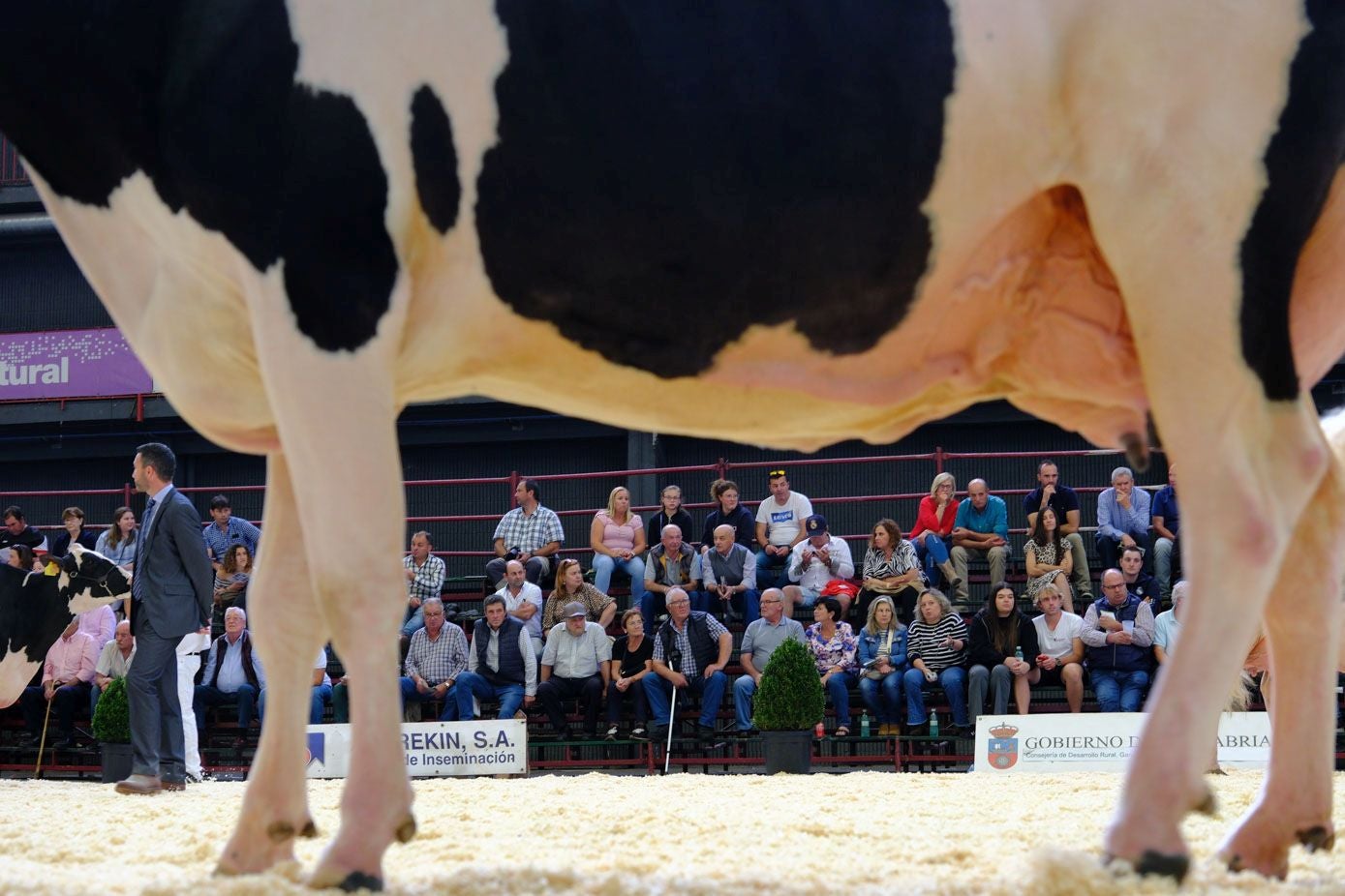 El público asiste al desfile de las vacas desde la grada.