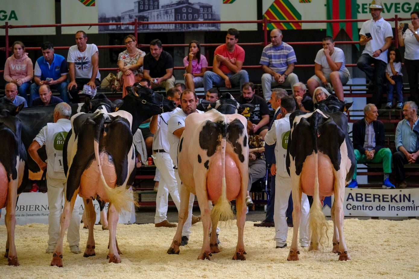 Tres vacas posan regias en fila.