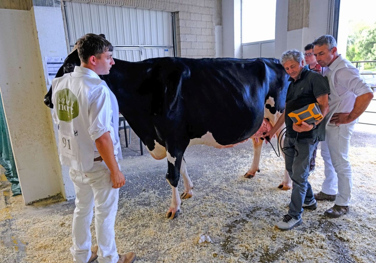 Las mejores frisonas de Cantabria, de pasarela