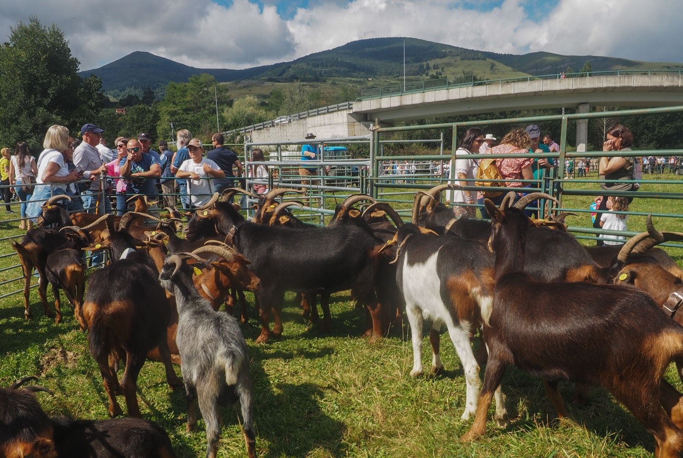 El ganado ovino y caprino también tuvo presencia en la feria de Molledo. 