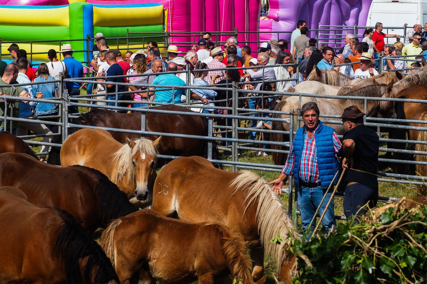 En la feria se pudieron contemplar muchos ejemplares de ganado equino. 