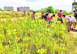 Los voluntarios retiran las plantas invasoras en las dunas.