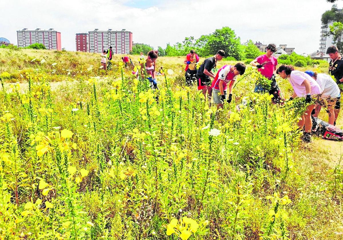 Los voluntarios retiran las plantas invasoras en las dunas.