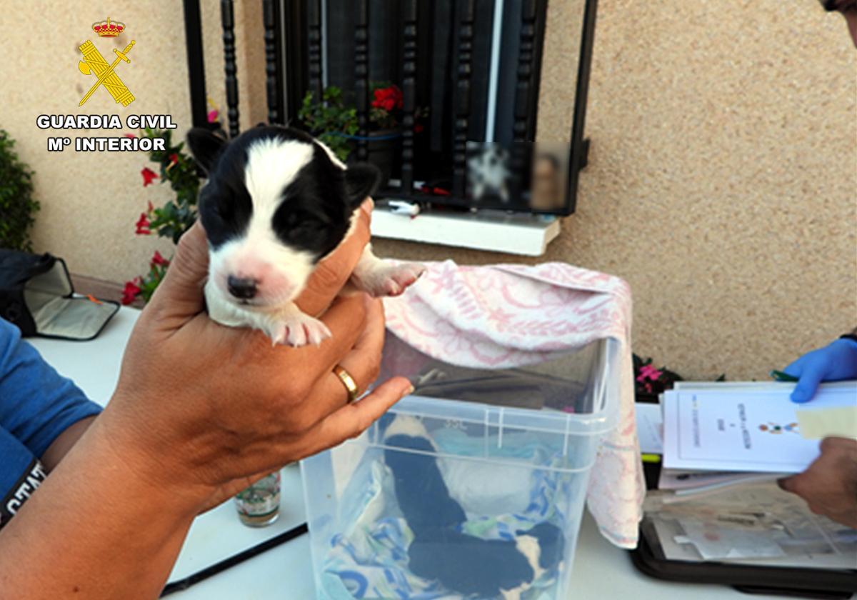 En primer plano, uno de los cachorros abandonados. Al fondo, los otros dos. El cuarto falleció.