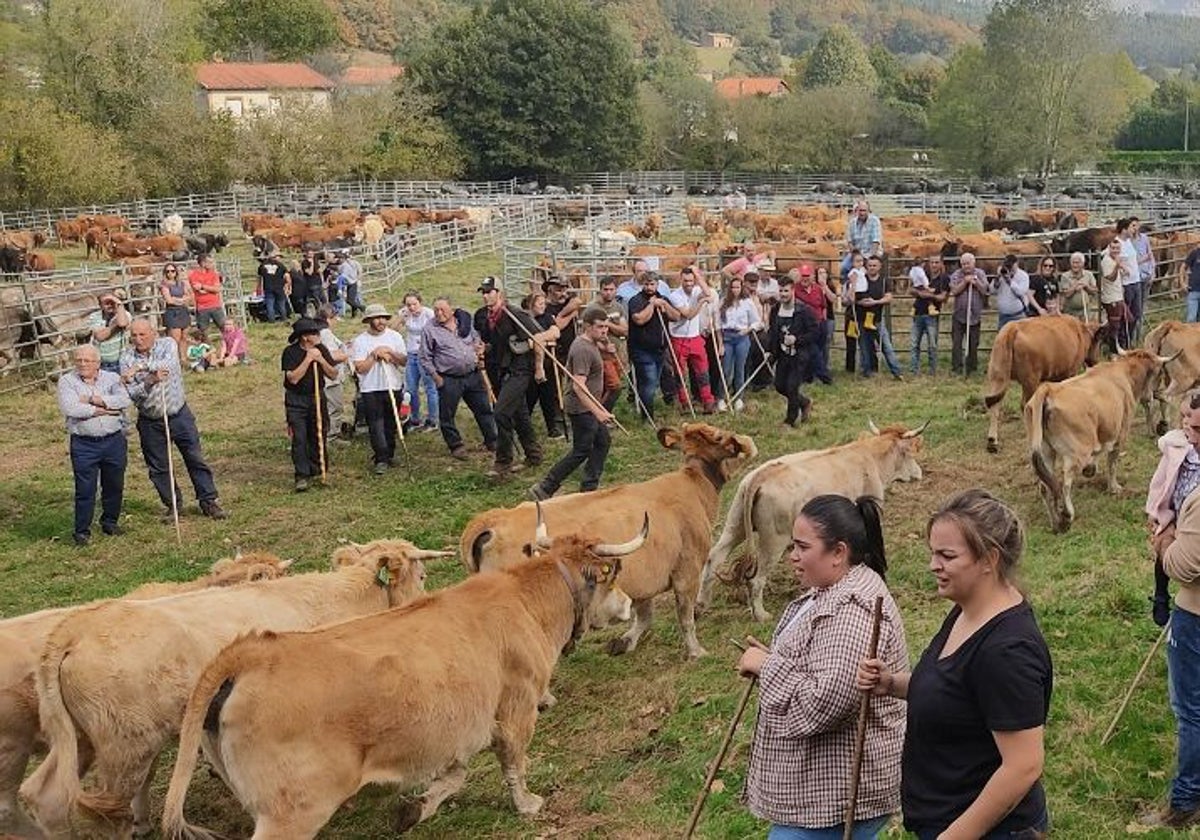 En Los Corrales también se plantea la posibilidad de no celebrar la feria de Coo.