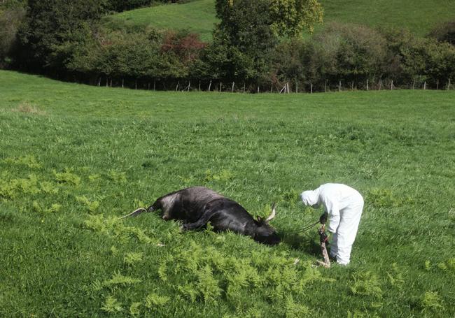 Uno de los rescatadores examina a la vaca tudanca muerta.