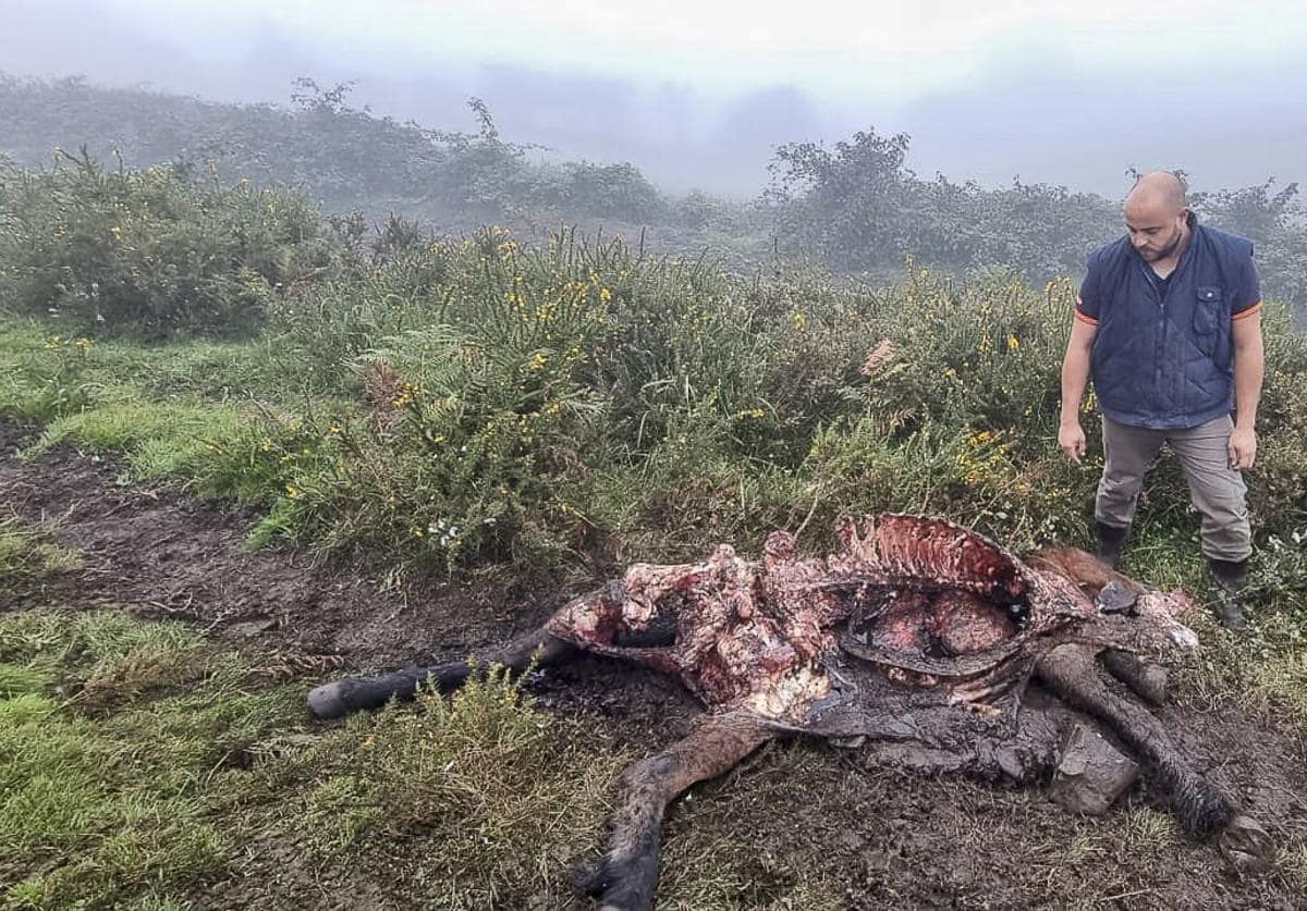 El ganadero Víctor Gómez, en Cires (Lamasón), junto a su potra fallecida por un ataque de lobo.