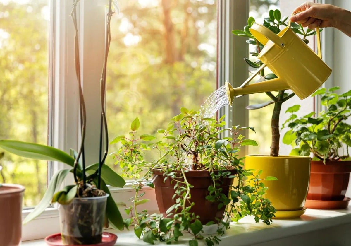 ¿Conoces el 'oro verde'? Así se utiliza la clorofila para resucitar a las plantas