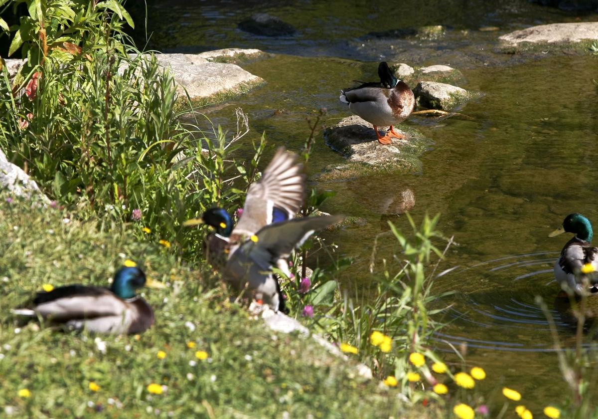 Patos, en el arroyo Sorravides.