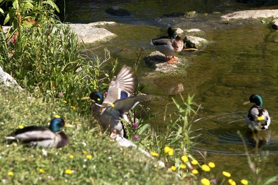 Patos, en el arroyo Sorravides.