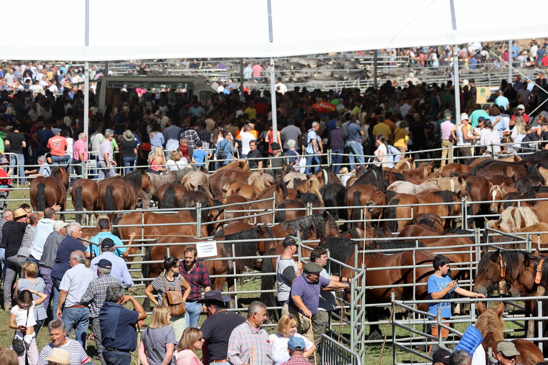 En esta edición se contó con la participación de unas 400 cabezas de ganado caballar en la feria.