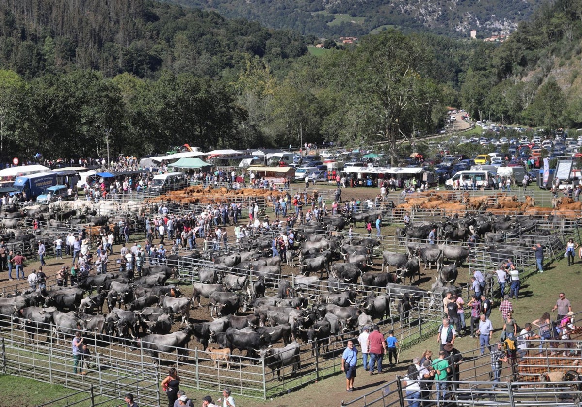 Todo el Valle del Nansa se da cita en la Feria de San Miguel