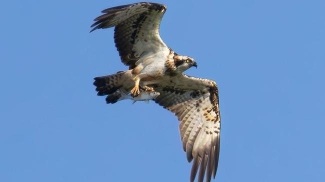 Es un águila, sí, pero sabría señalar el tipo