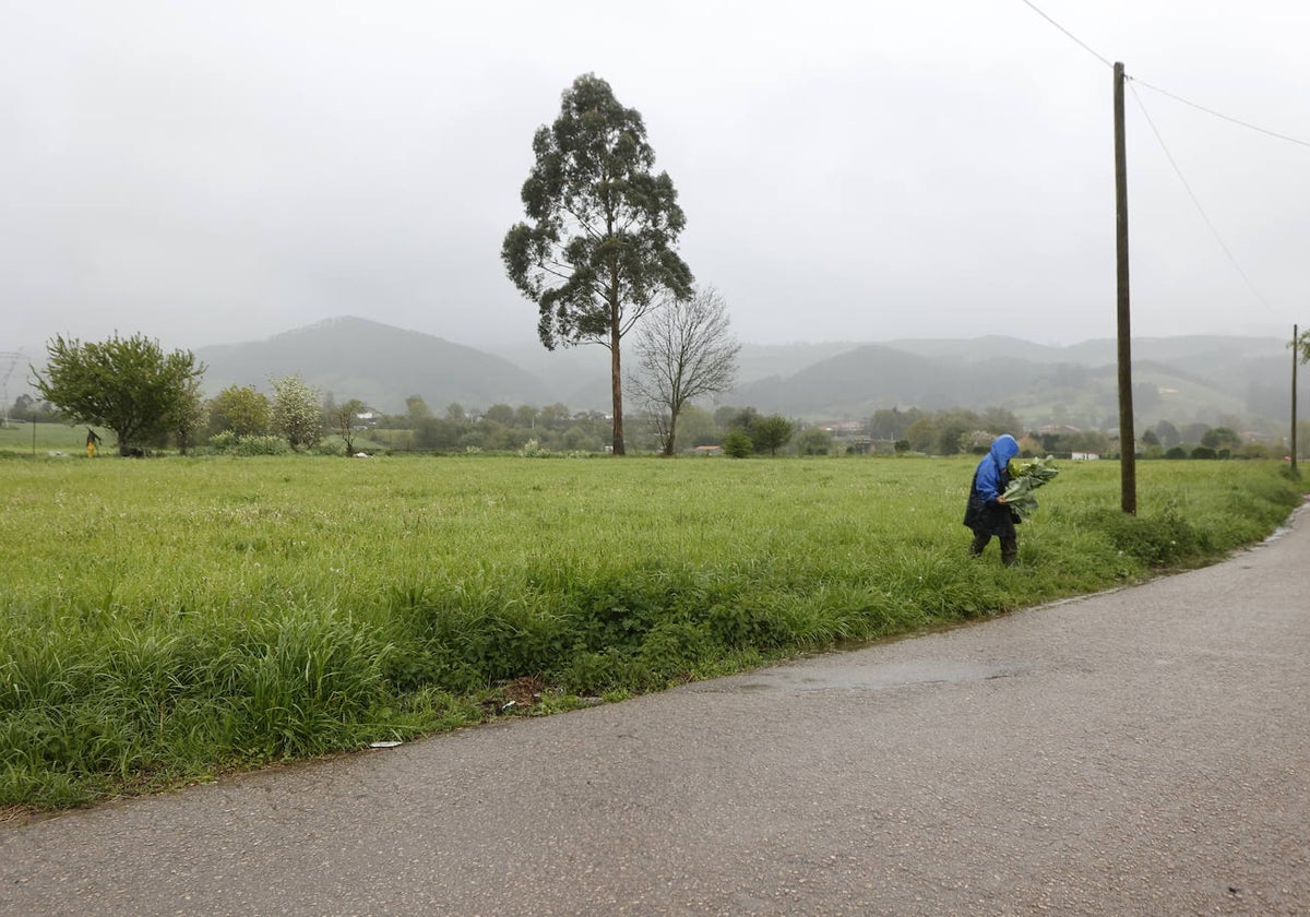 Terrenos en los que se ejecutará el proyecto.