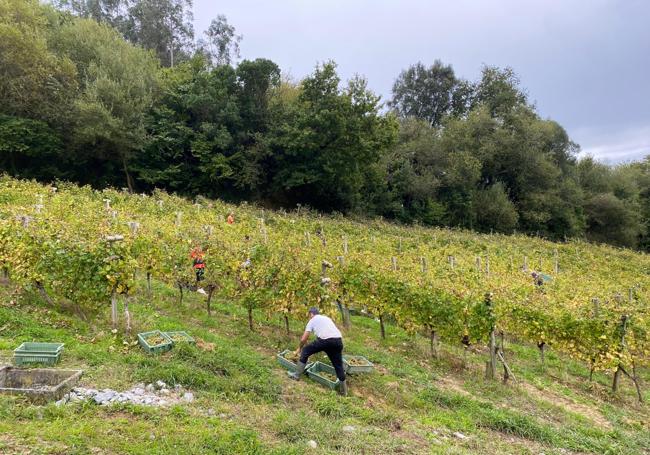 Nates. Trabajos sobre el terreno en Pago Casa del Blanco, que cuenta también con viñedos en Treto.