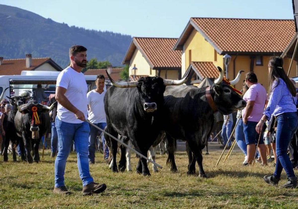 Un ganadero accede con sus reses a las fincas de Ontoria en la Olimpiada del Tudanco 2023.